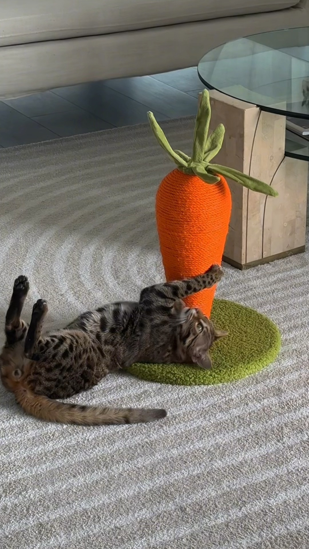 MY CATS LOVE this carrot-shaped cat scratching post is an absolute game changer for my home! Not only is it adorable, but it also keeps my cat entertained and away from my furniture. The post is great for scratching, while the crinkly fleece leaves add extra fun. Plus, it was super easy to assemble—my cat was playing with it in minutes! 🥕 #CatMomLife #LTKPet #PetEssentials

#LTKGiftGuide #LTKFindsUnder50 #LTKWatchNow