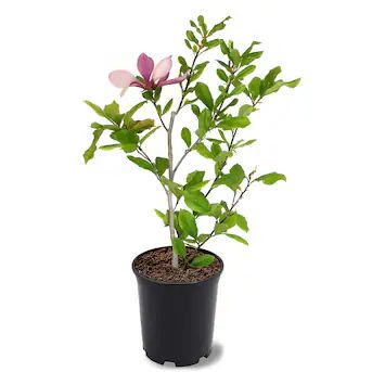 Southern Planters Multicolor Flowering Alexandrina Japanese Magnolia In Pot (With Soil) | Lowe's