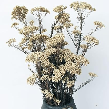Caiyun Manor Natural Millet Flowers Dried Bouquet for Home and Wedding Decoration (Natural Color)... | Amazon (US)