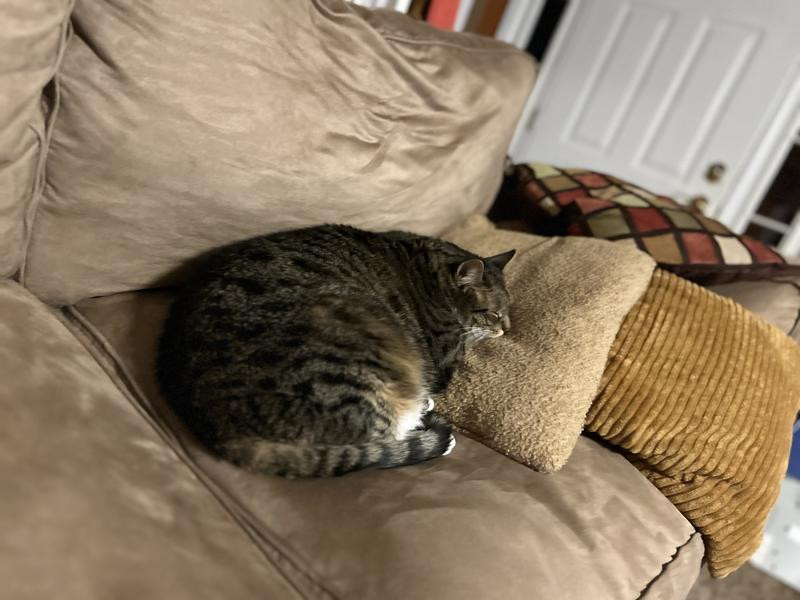 Sactionals | Lovesac