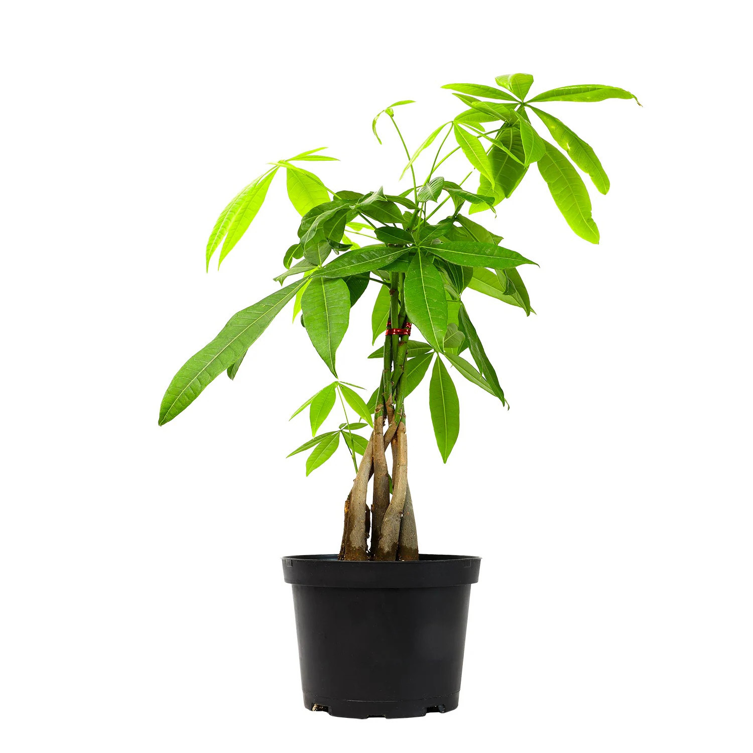 Altman Plants Money Tree House plant in 6 Inch(es) Pot 1.0 -Pack one_size | 0881488 | Lowe's