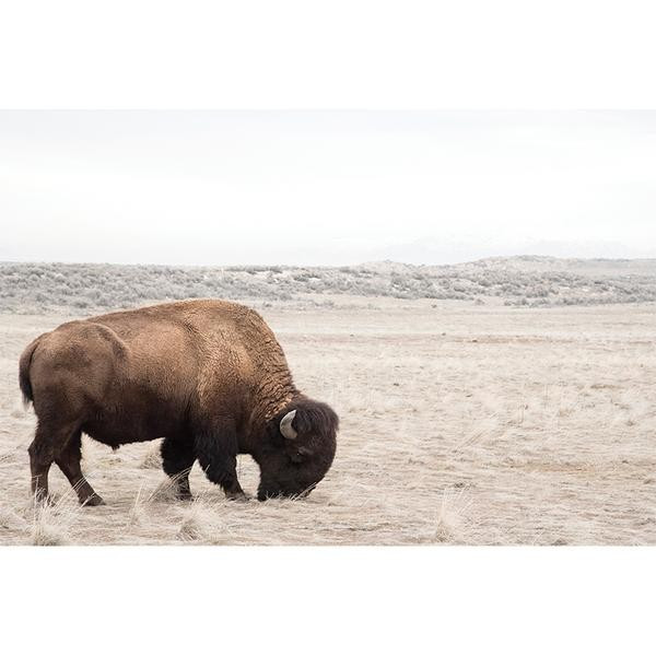 BISON | Juniper Print Shop