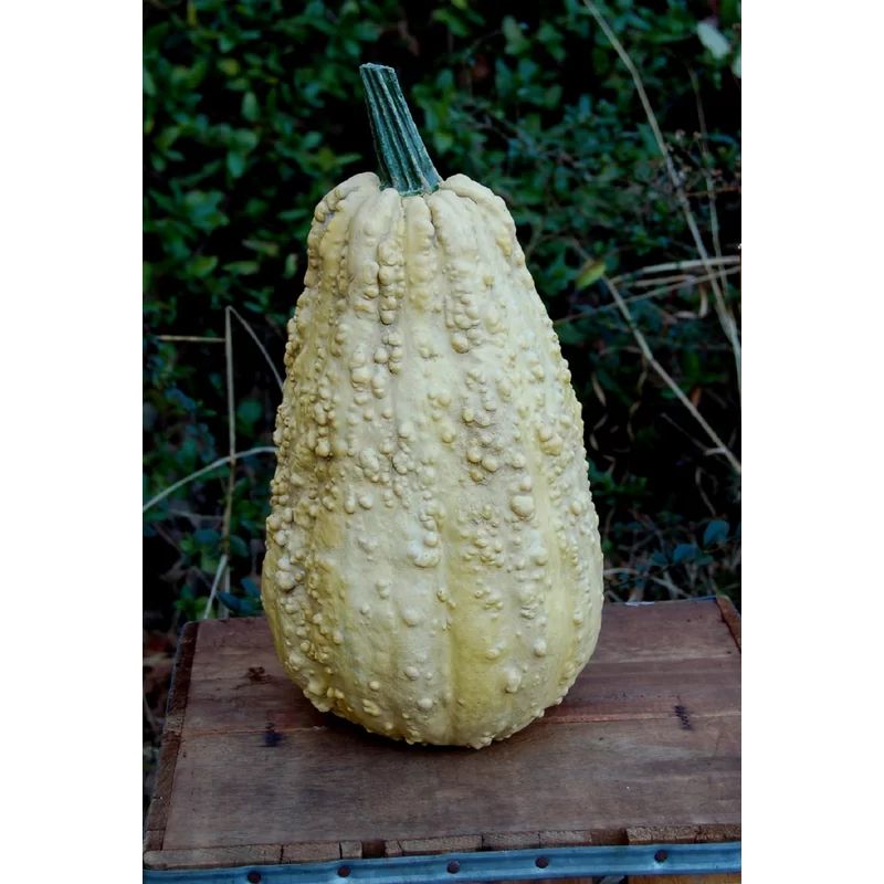 Omie Tall Gourd/Squash | Wayfair Professional