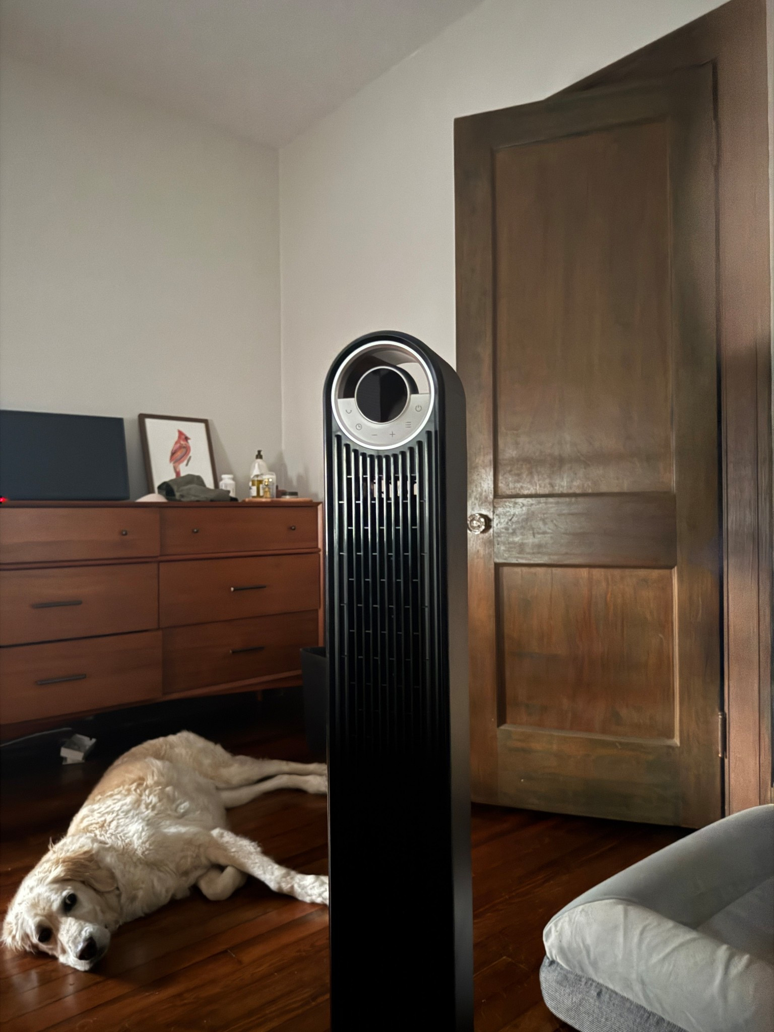 Have I told you we don’t have air conditioning yet? This powerful fan is $100 and is absolutely killing it for us right now. 

#LTKFindsUnder100 #LTKSummerEdit #LTKHome