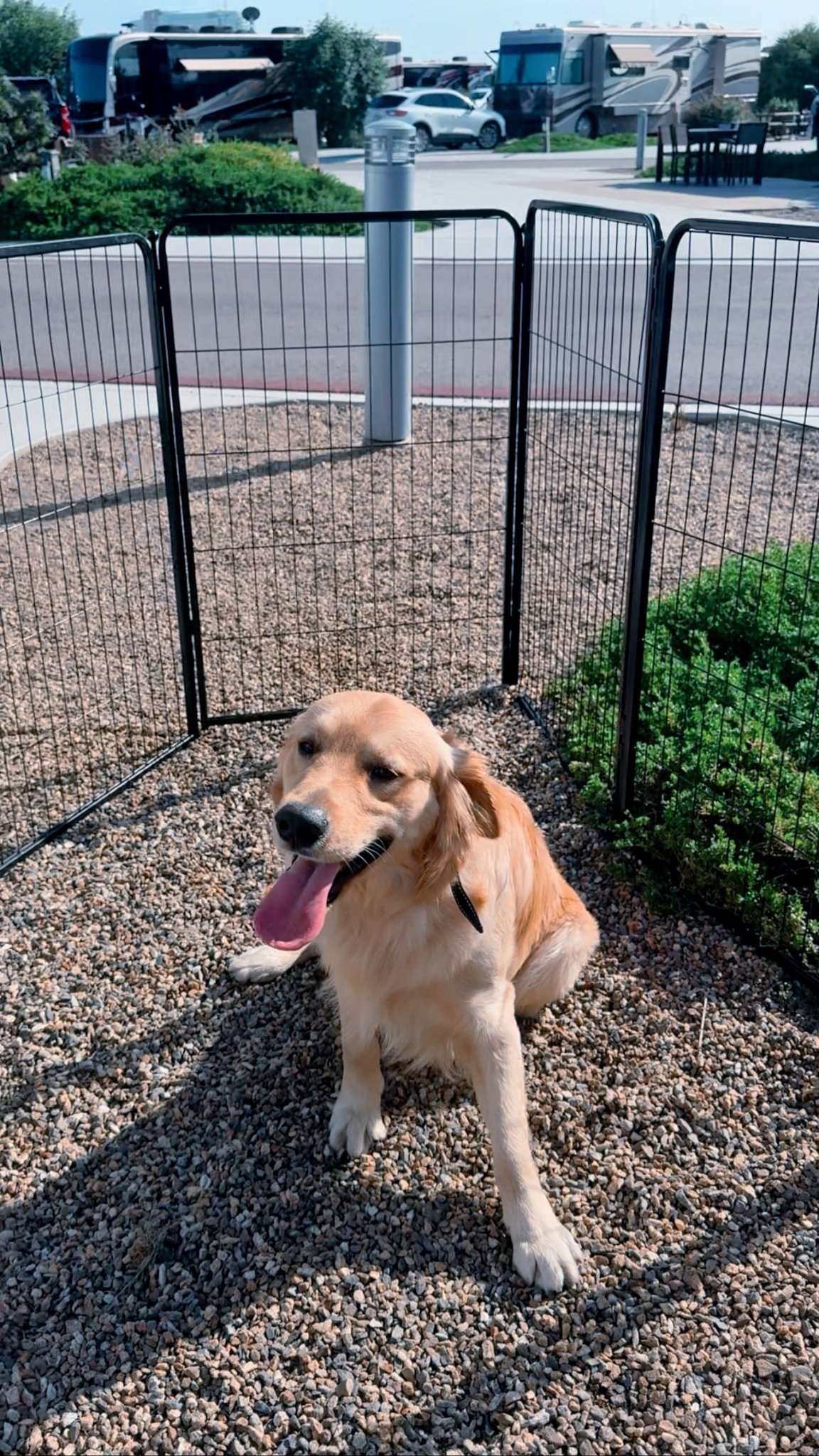 Getting Wint a dog fence was THE BEST choice we’ve made! 
We got the 40 in / 28 panels with 4 gates! 
#dogfence #dogmom 
