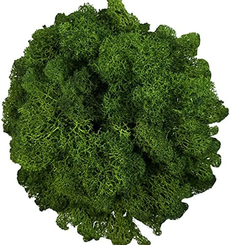 Moss 3.5OZ Preserved Artificial Moss Natural Fresh Green Moss for Craft Arts Floral Project Wall ... | Amazon (US)