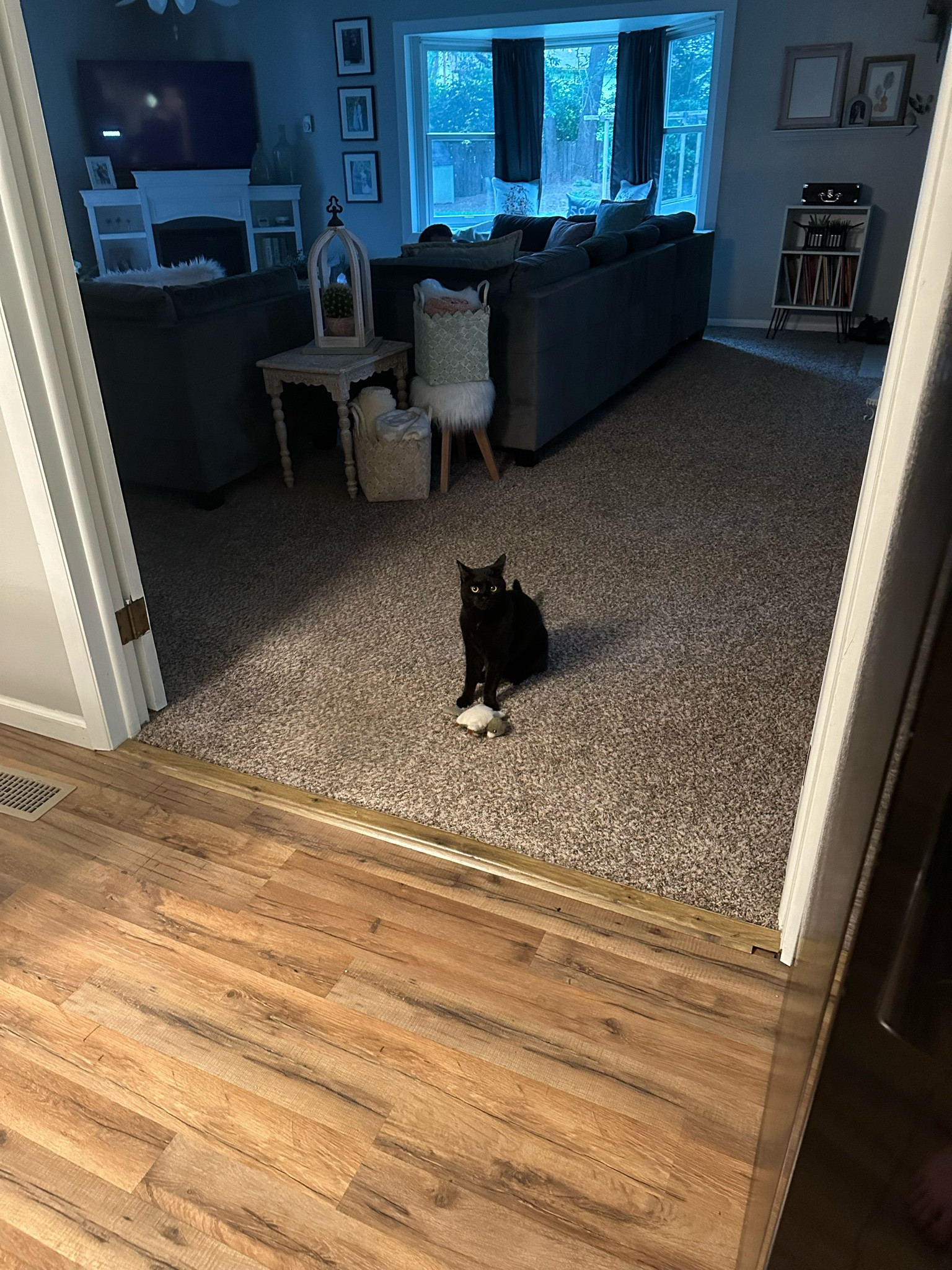 Flying squirrel toy from Amazon! Poppy plays with this thing every day and I love that it gives him something to do even when we aren’t available to play with him. It also has catnip in it which he loves!