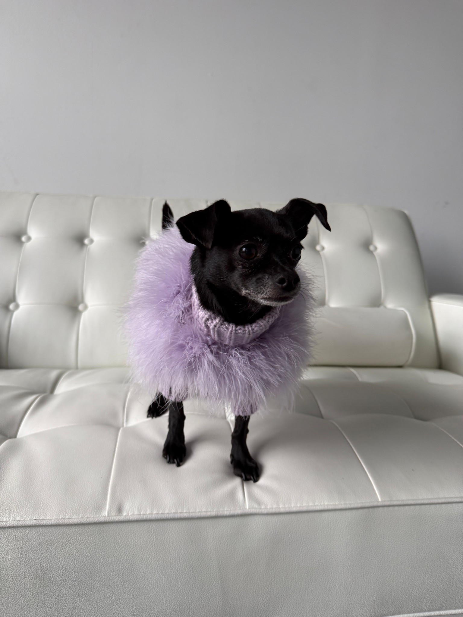 fave pet sweater for baby girl 🤍

#LTKFamily #LTKStyleTip #LTKPets