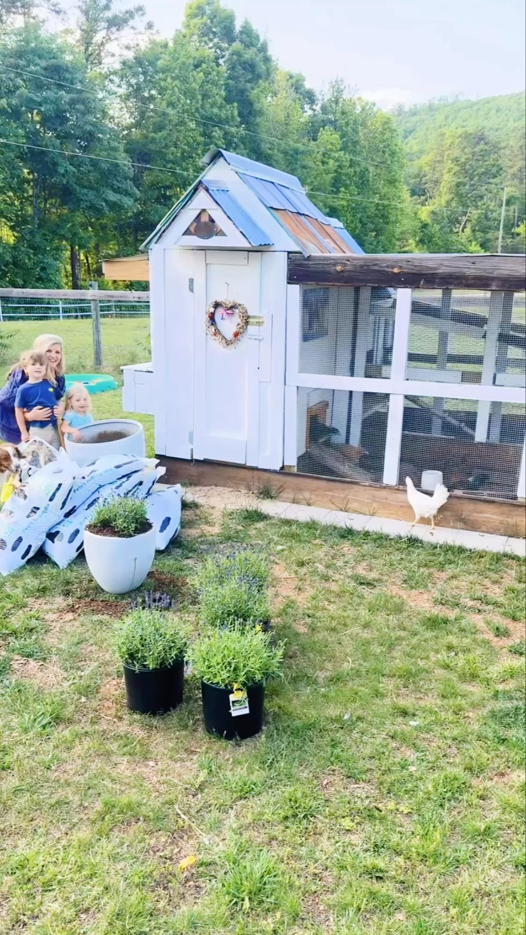 come along with us to plant our new lavender plants around the chicken coop !!! 🐓🪻🪵🐥🧺🥚🚜🪴🪏