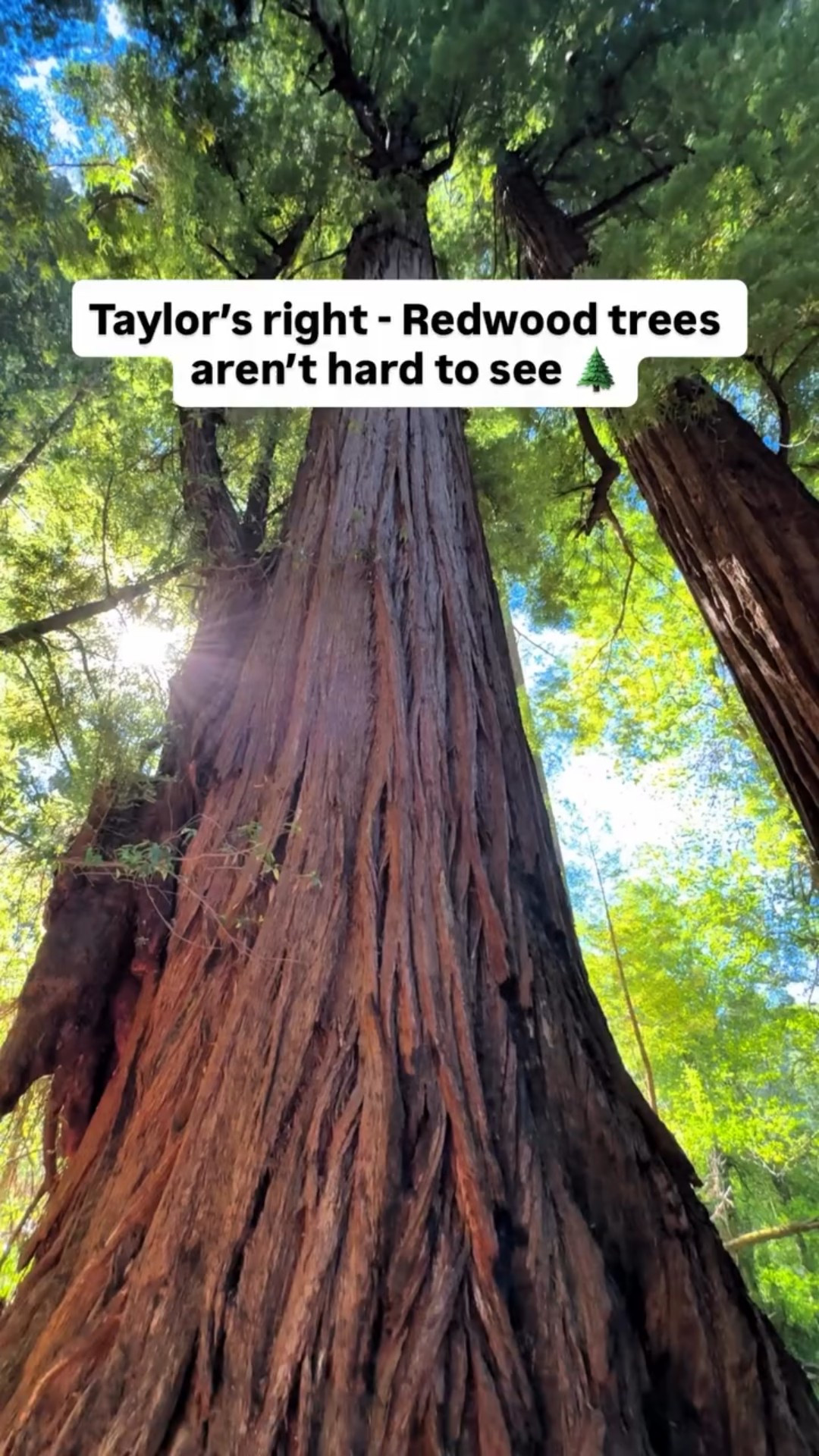 Taylor’s right — Redwood trees aren’t hard to see 🌲
You just have to know where to look.

Redwood National and State Parks in northern California are home to the tallest trees on Earth, some soaring over 350 feet high. The park is actually a collection of protected areas — Redwood National Park, plus Prairie Creek, Jedediah Smith, and Del Norte Coast Redwoods State Parks — all connected along Highway 101.

📍Location: Northern California coast, about 5–6 hours north of San Francisco
🚗 Getting There: Fly into Medford, Crescent City, or Eureka, then drive scenic Highway 101.
🥾 Don’t Miss:
	•Lady Bird Johnson Grove Trail – classic, easy loop with massive trees
	•Fern Canyon – lush, Jurassic-looking canyon (permit required in summer)
	•Tall Trees Grove – remote and magical hike deep in the forest
	•Jedediah Smith Redwoods – home to some of the park’s most impressive giants

Best time to visit? Late spring through early fall for clear weather — though the foggy mornings are part of the magic.

Want more info? Comment “Redwood” and I’ll dm you my guide on visiting Redwood National Park

#usnationalparks #redwoods