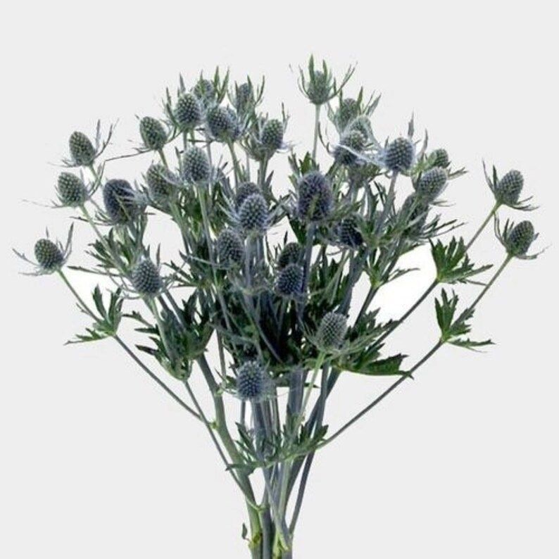 Thistle Eryngium Blue Flowers  Live Flowers  Fresh Cut - Etsy | Etsy (US)