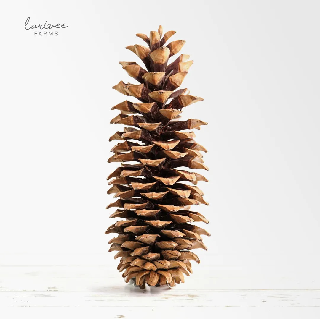 Medium Sugar Pine Cone - Etsy | Etsy (US)