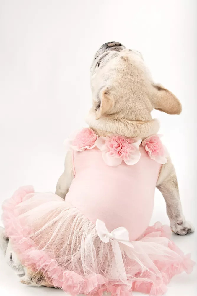 Sweet Floral Trimmed Pink Dog Dress Style DOG-054 | Davids Bridal