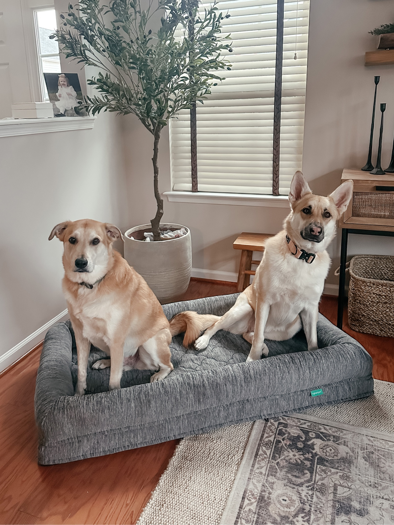Titan and Echos dog bed! 

#LTKGiftGuide #LTKhome