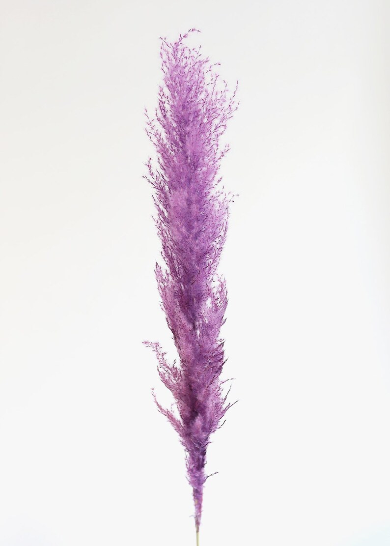Pack of 6  Dried Pampas Grass in Lavender Purple  | Etsy | Etsy (US)