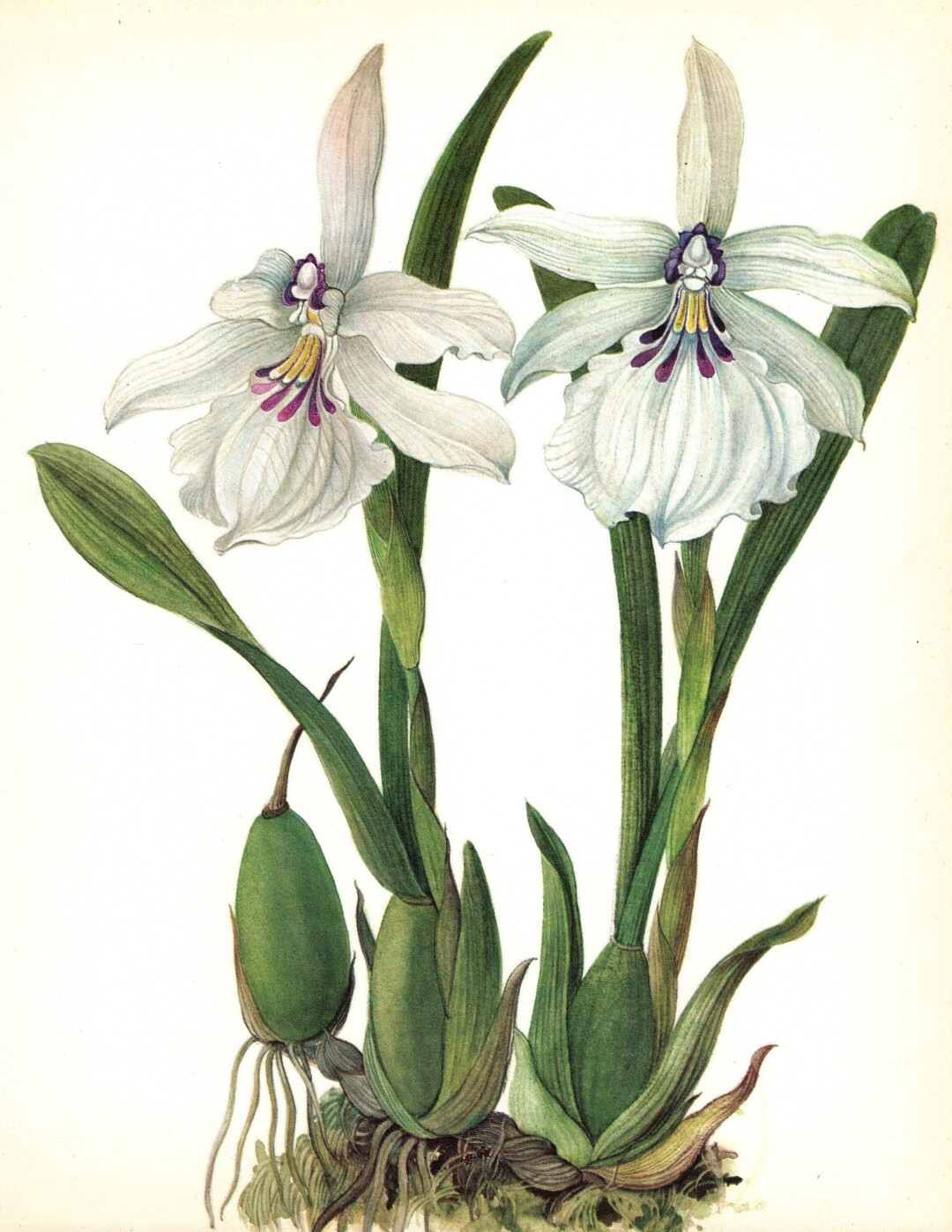 Pretty White Orchid Botanical Print Gallery Wall Art Decor Shabby Chic Cottage Decor Bedroom Hous... | Etsy (US)