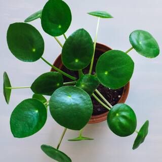 National Plant Network 4 In. Chinese Money Plant Pilea Plant in Grower Pot - 4 Piece-HD7235 - The... | The Home Depot