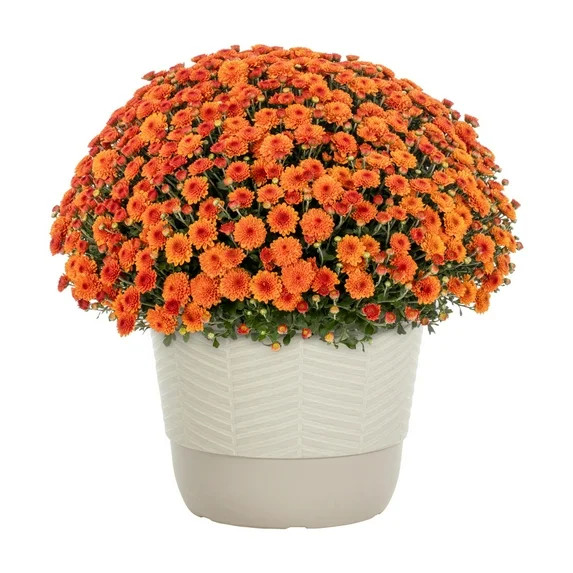 Better Homes & Gardens 1.5G Orange Mum Live Plant in Decorative Pot | Walmart (US)