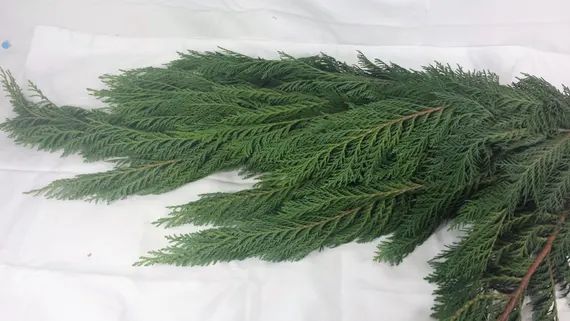 Fresh, Port Orford, Cedar,  cedar bunch, cedar garland, cedar branches, cedar wreath, Christmas ,... | Etsy (CAD)