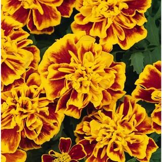 4 in. Bi-Color Marigold Plant (Pack of 6)-MARIG4BIC6PK - The Home Depot | The Home Depot