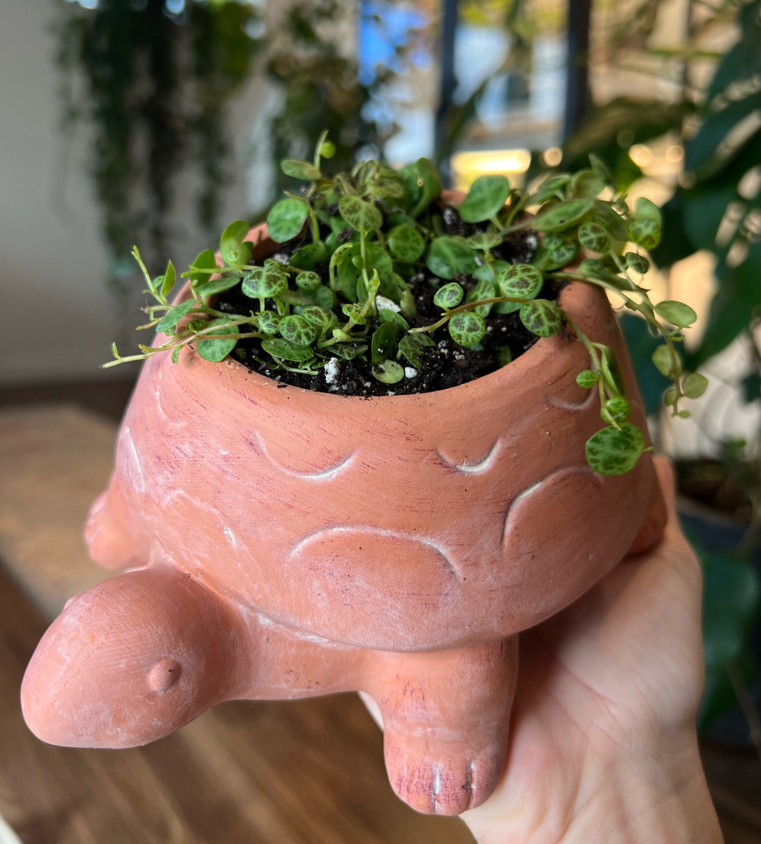 The perfect plant/pot combo! 

#LTKSale #LTKGiftGuide #LTKunder100
