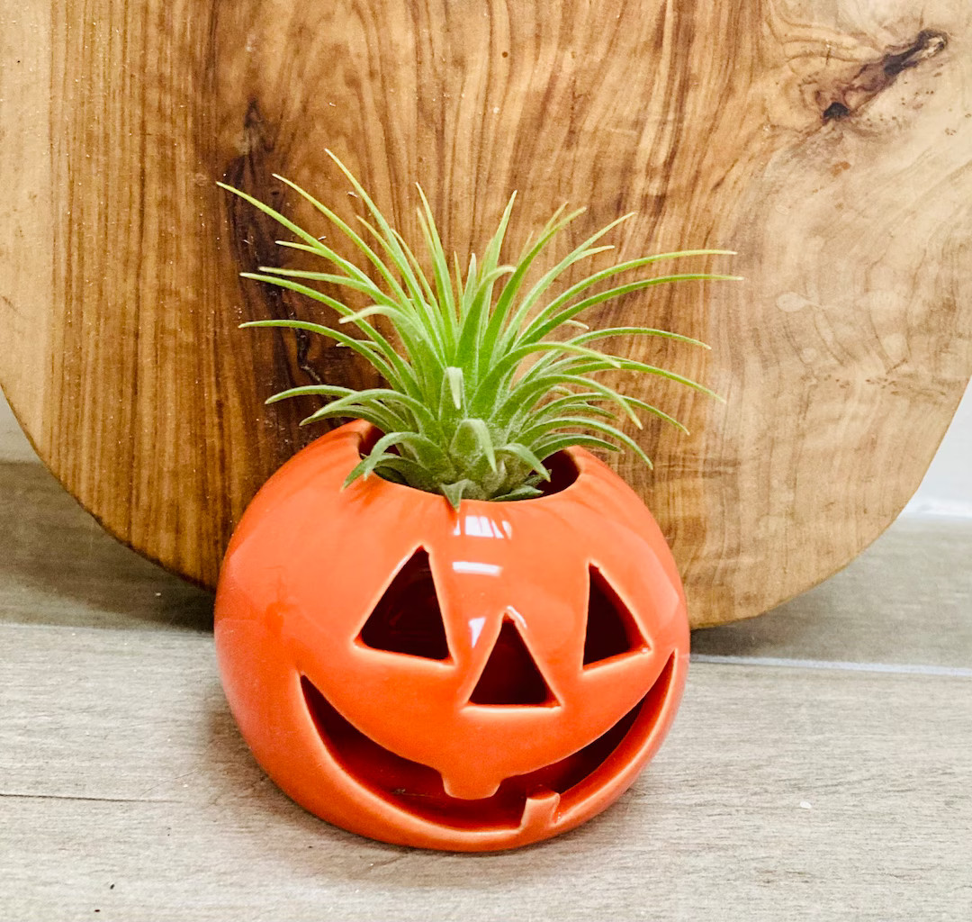 Jack O’ Lantern Planter With Live Air Plant - Etsy | Etsy (US)