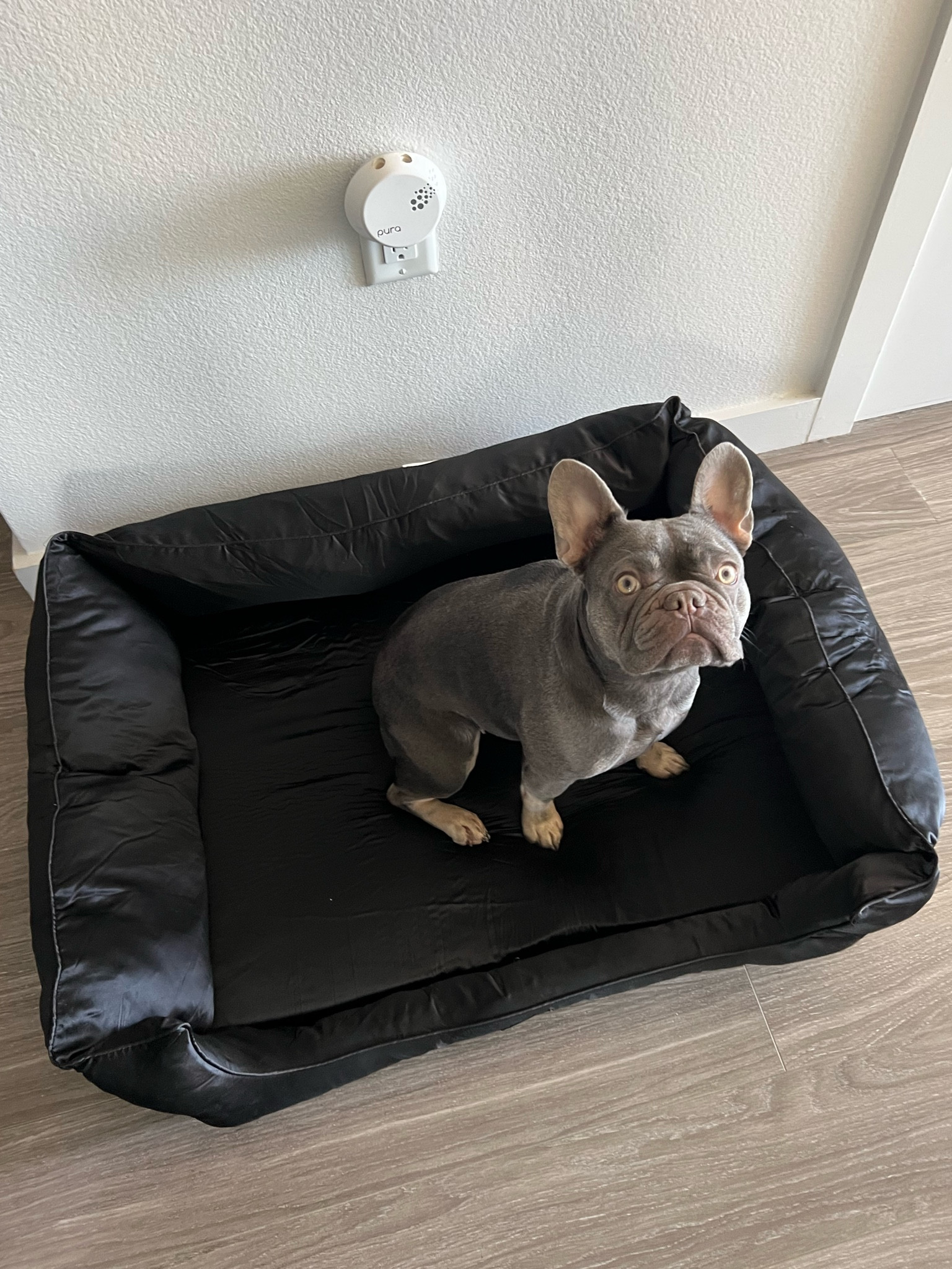 Anti dandruff silk dog bed perfect for a pup or geriatric dog - available in s, m, or l. Bali’s is the medium  

#LTKfamily #LTKhome