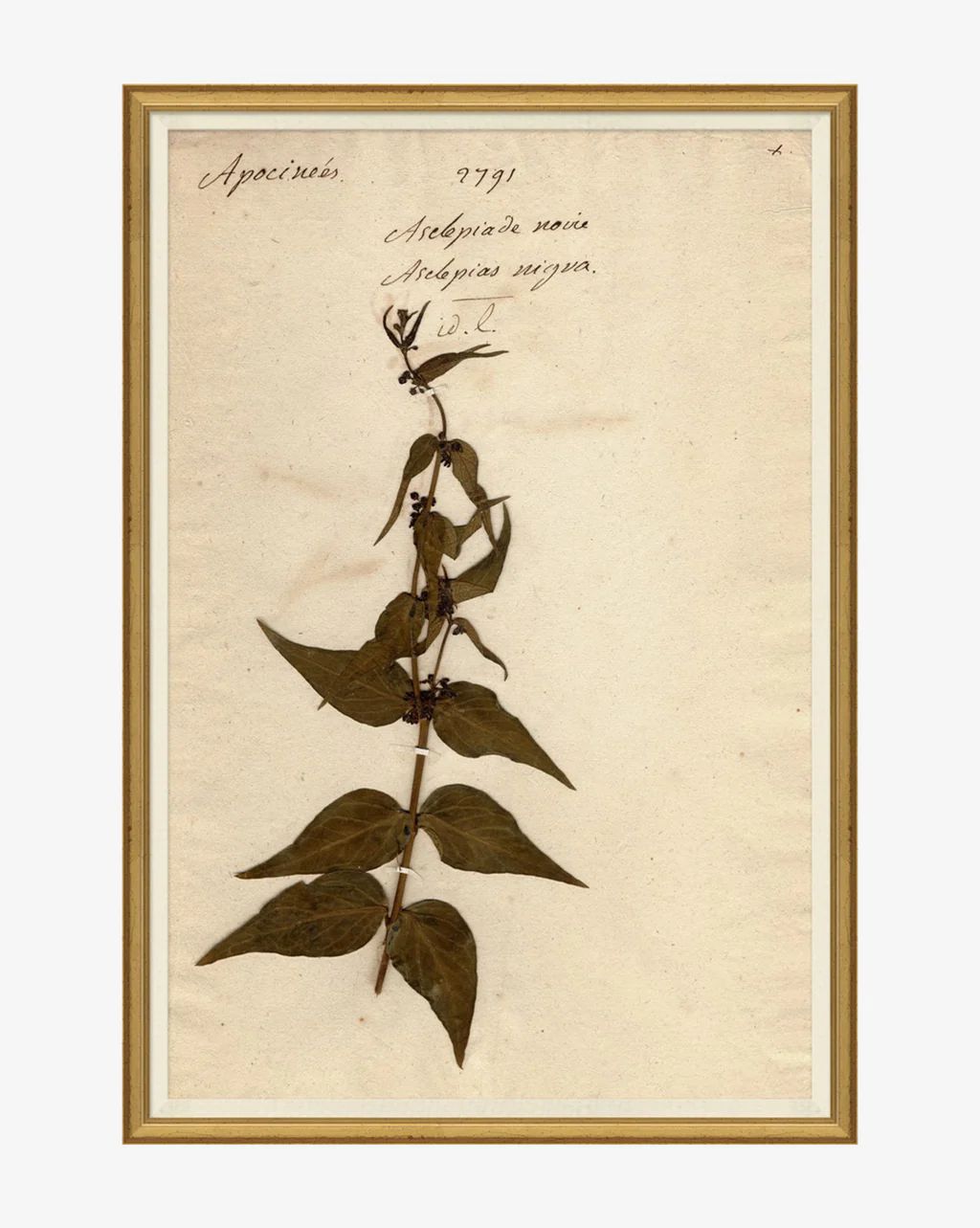 Herbarium Study I | McGee & Co.
