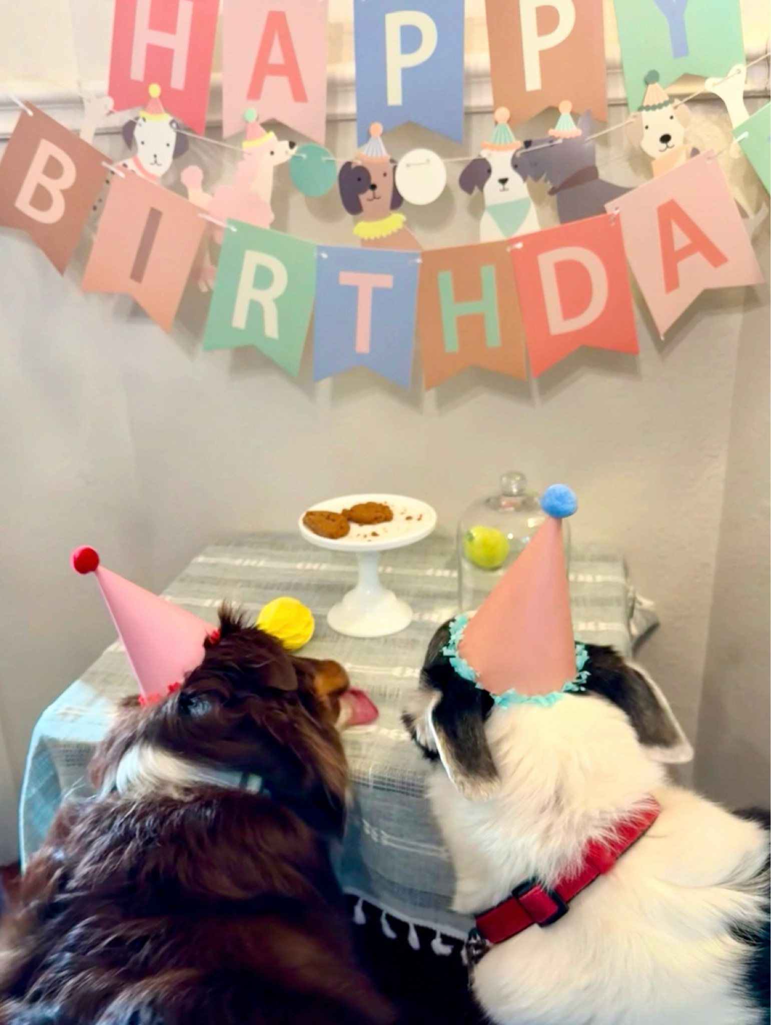 It’s my best boys birthday and also his cousins, so we celebrated with peanut pupper cookies and a quick photo to commemorate. Neither wanted to look at the camera but I still thought I would share the fun with you.  Dog parties are the best.  

#LTKFindsUnder50 #LTKFamily #LTKParties