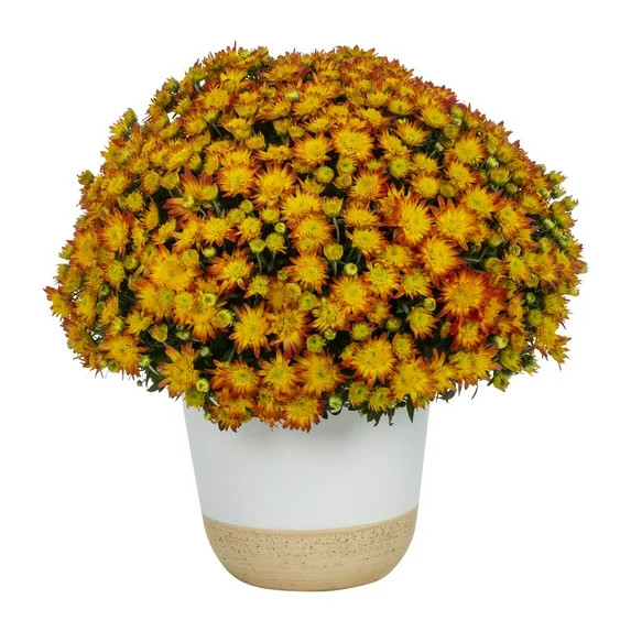 Better Homes & Gardens 1.5 Gallon Mum of the Season Perennial Outdoor Live Plants Full Sun Decora... | Walmart (US)