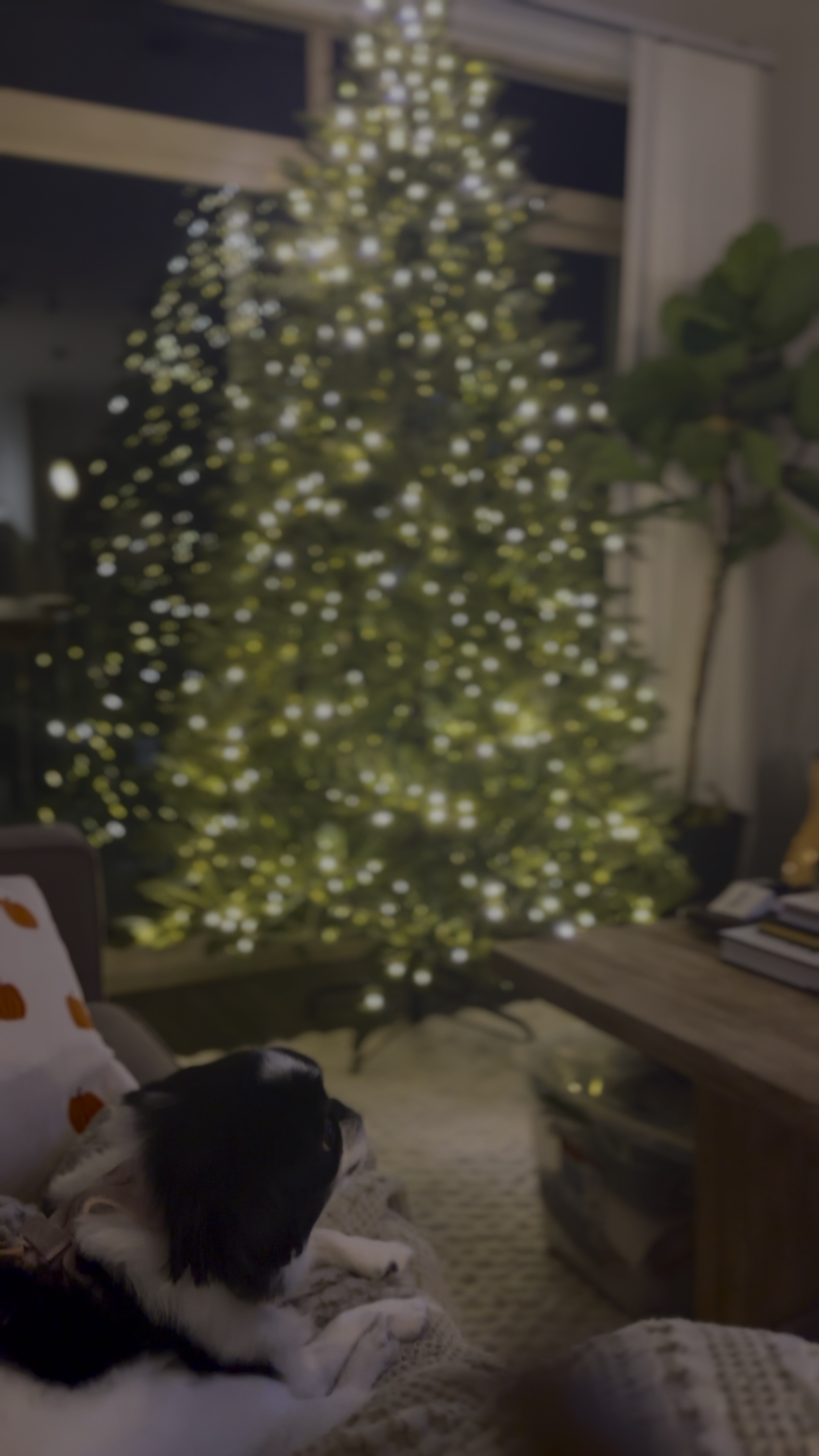 VIRAL HD TREE HACK - I went to so many locations & all sold out UNTIL… I went to customer service & they had this recommendation… they use the same video for this tree as the original sold out home depot tree, but for less!!! 🔗 in my profile #homedepottree #homedepotfinds #chridtmastree 

#LTKHoliday #LTKVideo #LTKSeasonal