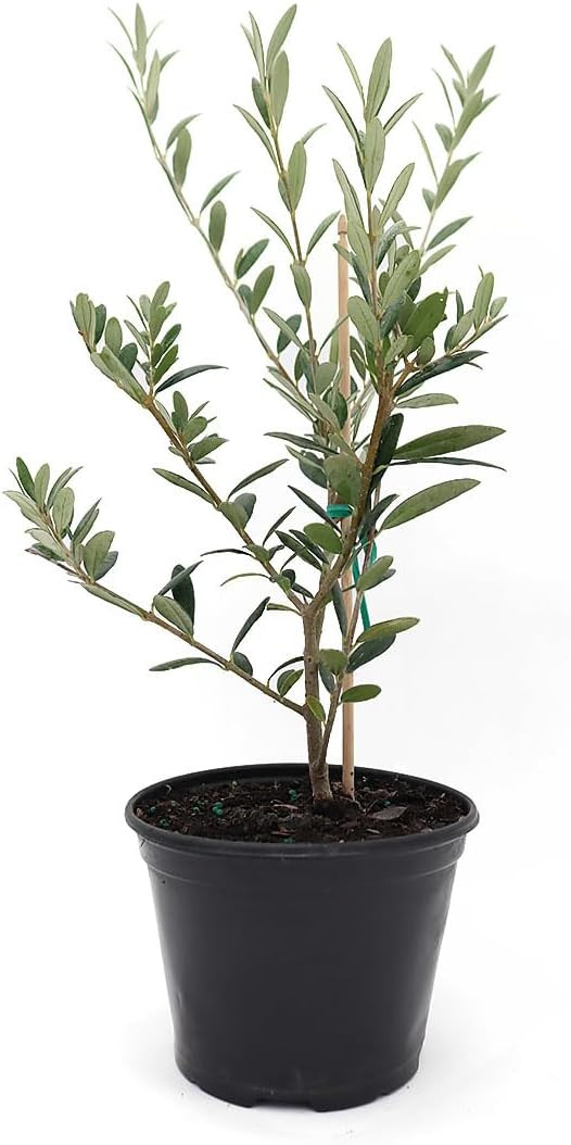 American Plant Exchange Live Arbequina Olive Tree, Fruit Bearing, Plant Pot for Home and Garden D... | Amazon (US)