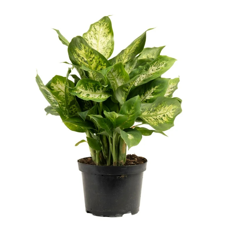 Expert Gardener Assorted Foliage, Live Indoor Plant, 6-Inch Grower Pot, Indirect Light | Walmart (US)