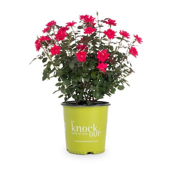 Lowe's Red Double Knock Out Rose 2.0 -Gallon 1.0 -Pack in Pot | Lowe's