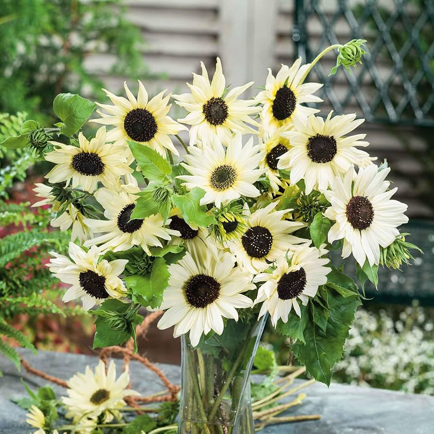 Sunflower Seeds - Italian White - Packet - Yellow Flower Seeds, Heirloom Seed, Open Pollinated Se... | Amazon (US)