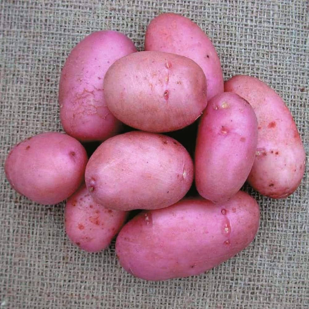 Sarpo MIRA Seed Potatoes Heavy Yields of Tasty, Floury, Blight Resistant X20 Tubers, Main Crop | Amazon (UK)