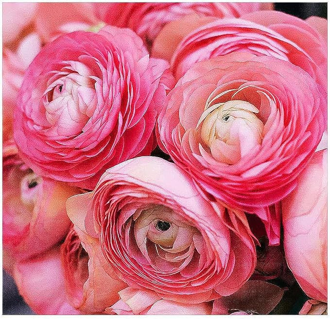 Pink French Ranunculus Corms - 12 Largest Size Corms, Premium Bulbs for Vibrant Blooms, Ideal for... | Amazon (US)