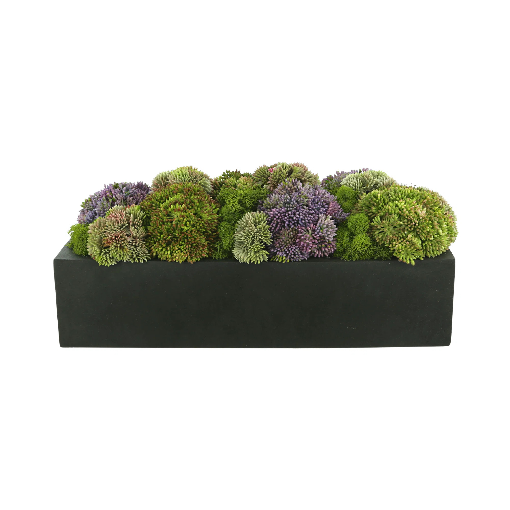 Birch Lane™ Multi Colored Sedum in Black Planter & Reviews | Wayfair | Wayfair North America