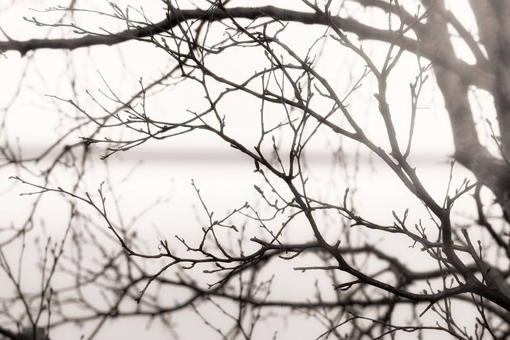 After the Rain Poster Print by Danita Delimont (24 x 36) | Amazon (US)