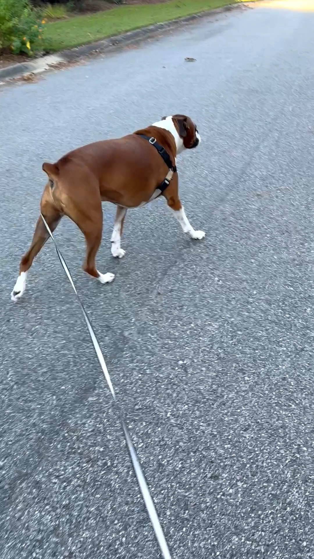 Who else’s dog lives the mail truck? Our boxer, Bruno, really misses our old mailman who always gave him treats. 

#LTKActive #LTKPets #LTKOver40