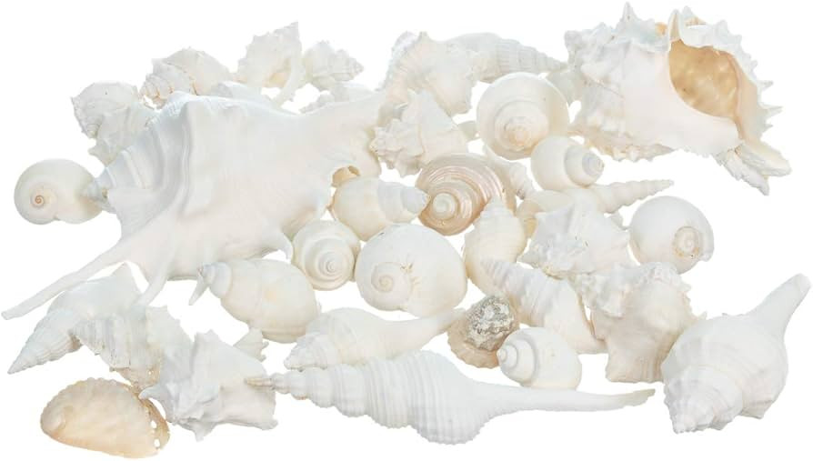 Nautical Crush Trading Sea Shells - White Real Mixed Beach Seashells (1lb) - Shells for Crafts - ... | Amazon (US)