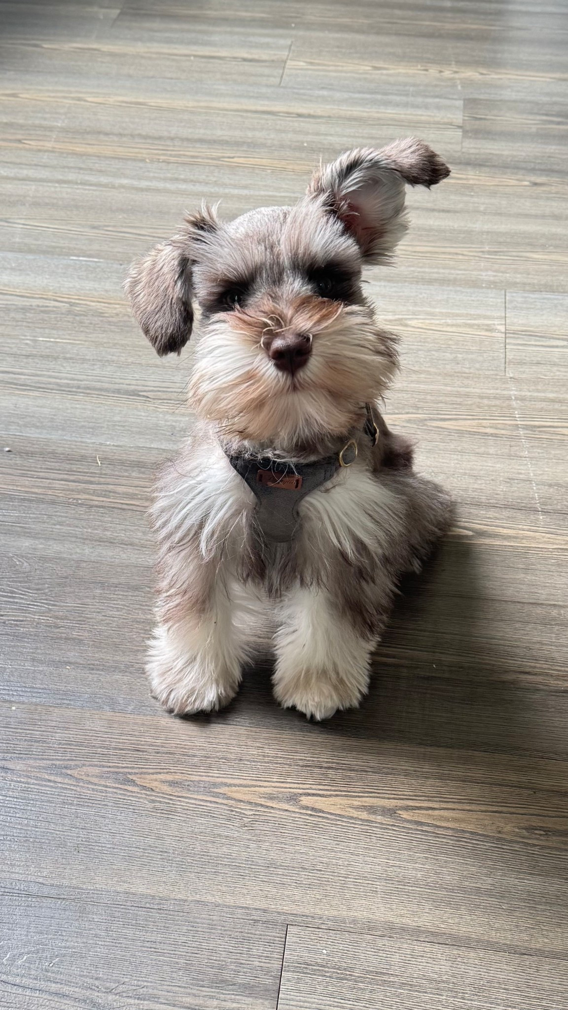 Look who got a new harness! How stinking cuteeeee? 🥹🩶 

#LTKFindsUnder50 #LTKPets #LTKStyleTip