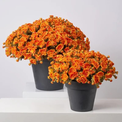 Orange Faux Classic Mum Bush Outdoor Fall Arrangement Urn Filler - Available in 2 Sizes | Darby Creek Trading