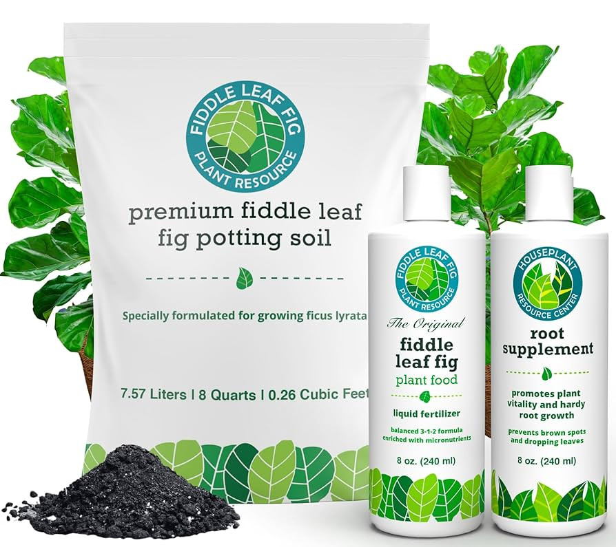 Fiddle Leaf Fig Welcome Bundle | Amazon (US)