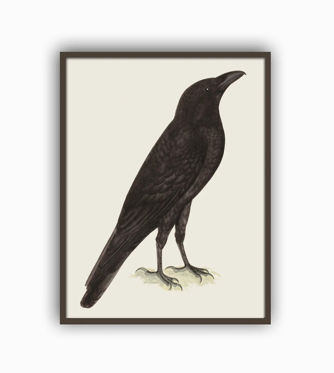 Raven Bird Print Large Wall Art Decor, Swedish Bird Vintage Illustration Large Wall Art Print Bla... | Etsy (US)