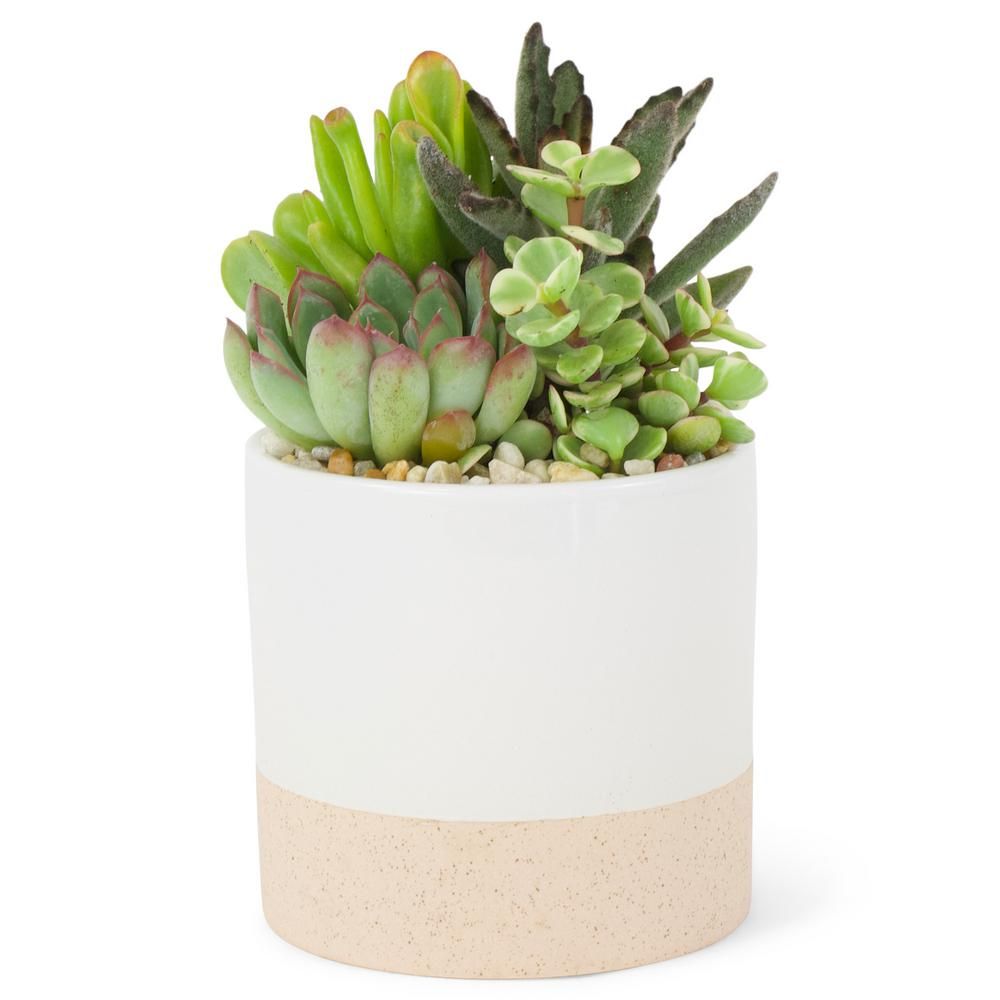 4 in. Succulent in Ceramic Combo | The Home Depot