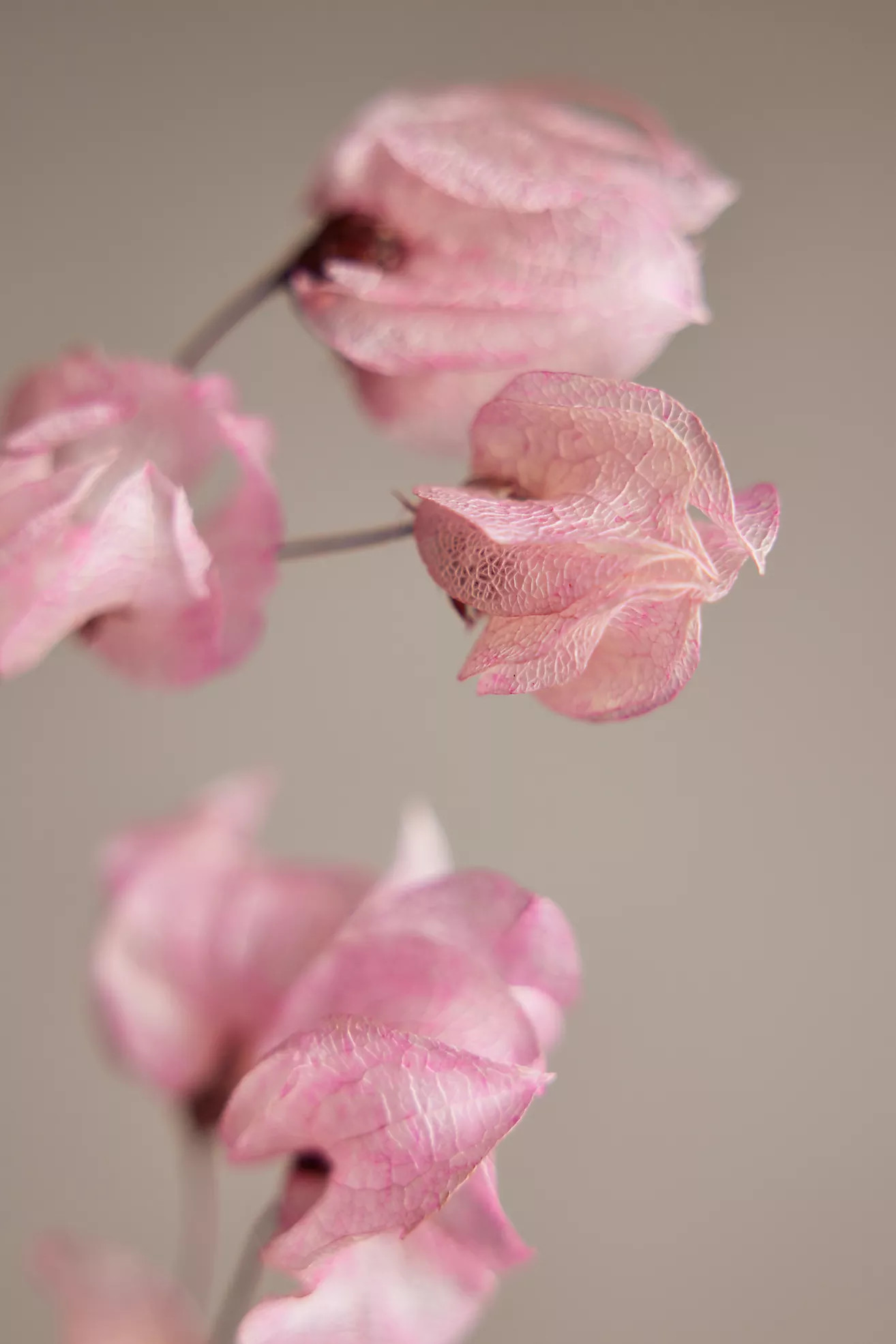 Preserved Bougainvillea Bunch | Anthropologie (US)