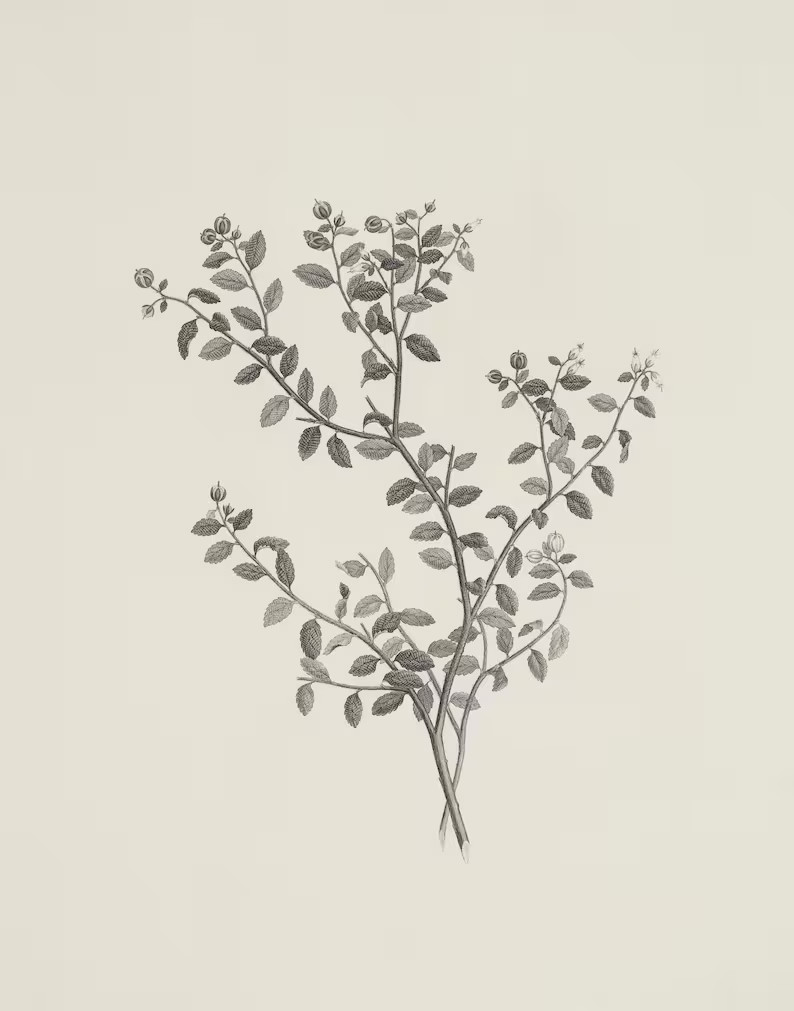 Vintage Botanical Drawing / Neutral Sketch Art PRINTABLE / #152 | Etsy (US)