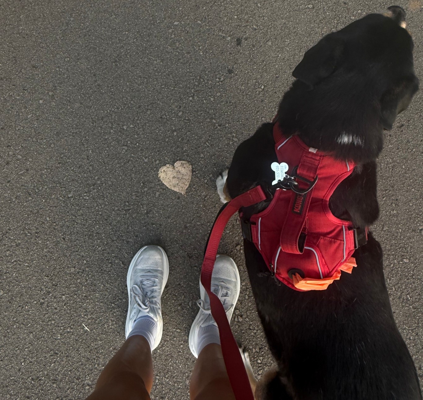 Remy’s favorite leash (and mine).

#LTKActive