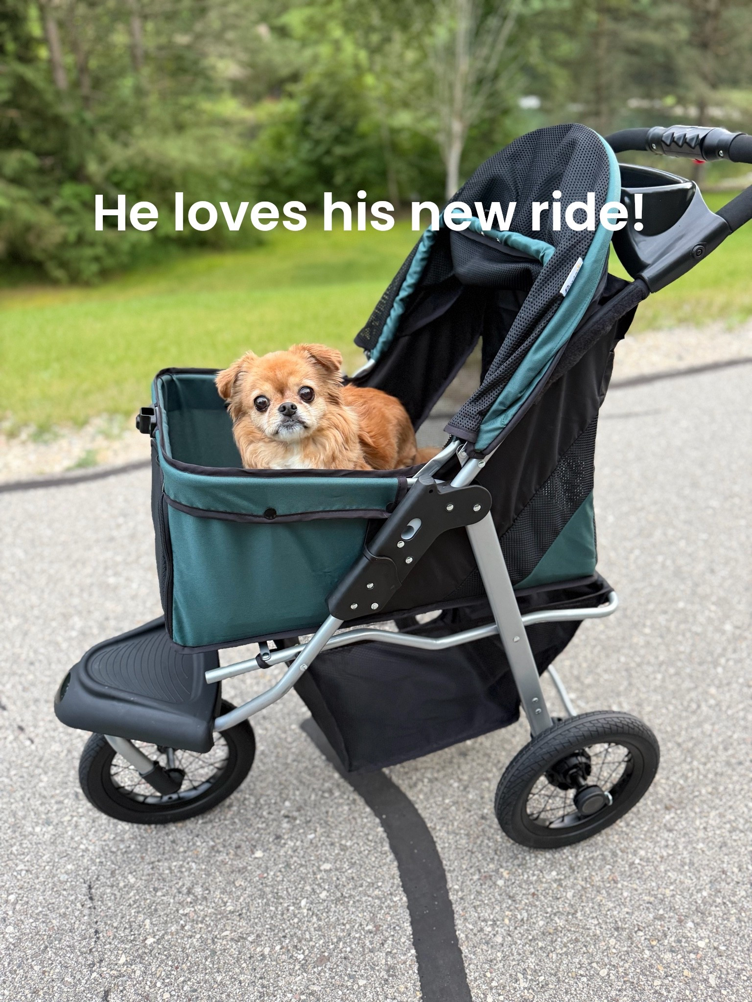My dog Ollie is getting up in years, and he struggles to go for long walks now, but he loves to go with me and be outside, so I got him a stroller! I love this stroller! It folds and unfolds easily with one hand, has plenty of storage space, and rides smoothly! We both love it! #paidpartner

#LTKdayinmylife #LTKTravel